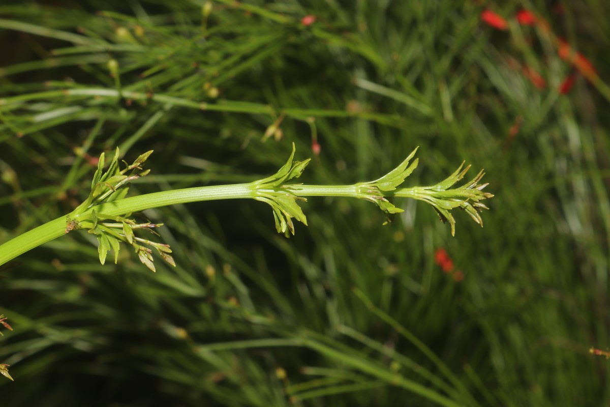 Russelia equisetiformis Schltdl. & Cham.